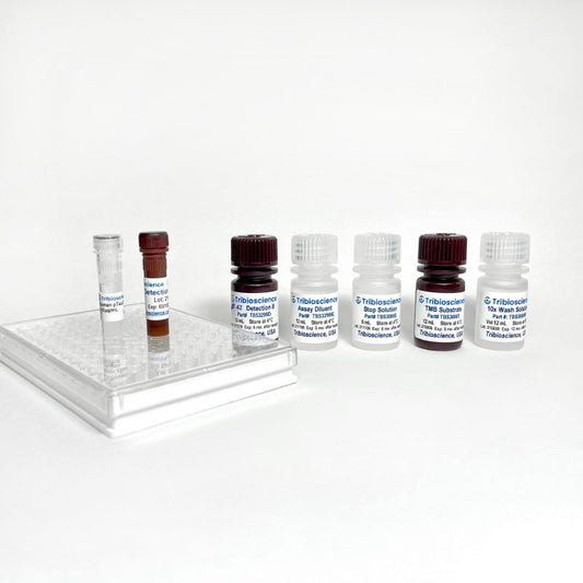Fast Human Amyloid β 42 /Aβ42 ELISA